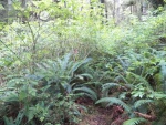 More of the trail looked like this.  It's straight ahead.  By getting down on my hands and knees I could see the old trail and climb under the brush.  There were huge patches of windfall that I didn't stop to photo.  I didn't want to get distracted and lose the trail.  Someone else had the same idea and put a piece of pink survey tape here.