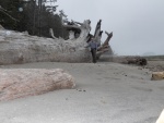 It is possible that this cedar log has been here all that time.