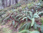 Is it to the left?  Nope.  40 minutes of bushwhacking and I found the trail at the top of the ridge.