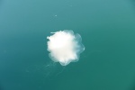 Jellyfish coco bay