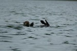 Hunters Bay otter