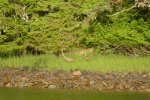 Sandhill cranes