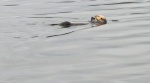 WH-Sea Otter