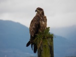 Young eagle.