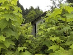 The few remaining buildings are mostly covered by vegetation.  The paths are visible, but probably because they are used by bears.