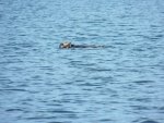 These guys were everywhere, including the lagoon that runs for about a mile NE of Winter Harbor.  The lagoon is shallow and open, but the weather report was good and I only draw 8 inches.