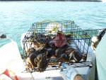 Last crab pot pull Friday afternoon
