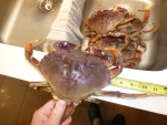 Gotta love crab !!!!