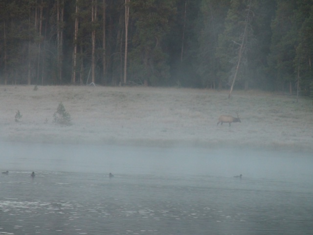 Early frosty morning elk taken from the HunkyDory at the Bridge Bay Marina dock.