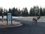 Elk by the boat launch ramp