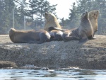 Sea lions enjoying the sun just outside Ewing cove.