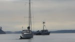 Sunday morning as I was eating breakfast three whales appeared inside Ewing Cove on Sucia!  I was a bit slow with the camera, but the first one surfaced 15' off the swim step of the boat next to me!