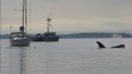 Whales in Ewing Cove Sunday morning.