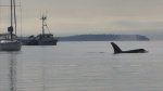 Whales in Ewing Cove Sunday morning. These are just screenshots of the video I took, but couldn't upload.