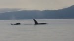 Whales in Ewing Cove Sunday morning. These are just screenshots of the video I took, but couldn't upload.
