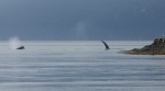 Whales in Ewing Cove Sunday morning. These are just screenshots of the video I took, but couldn't upload.