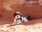 Baxter Barret Anderson Dog of the Desert at Face Canyon 9 17 08