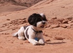 Baxter Barrett Anderson Dog of the Desert at Labyrinth Canyon 9 16 08