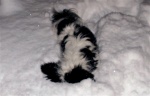 Baxter Buried in Snow 1-11-07