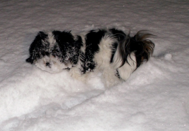 Baxter on Deck in Snow 1-11-07