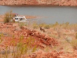 BIGHORN SHEEP in the foreground, with E Z DUZIT in the background.  First week we spent with the family and a houseboat out of Wahweep.  We then trailered to Hall's and launched for a second week.