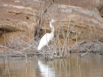 Egret