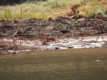 One of my neighbors at an anchorage that was the start of my favorite hike.