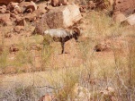 Other canyons had these.  A little herd came right down to our anchorage and spent the night.