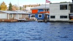 Hidden TomCat in the canals of houseboats on Lake Union