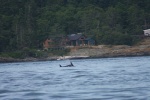 Found the Orca on my solo trip out in Haro straits