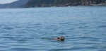deer in Mid channel by Lawrence Point, swimming around our boat trying to get  in