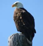 eagle fishing at pier