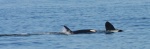 baby orca on mothers tummy