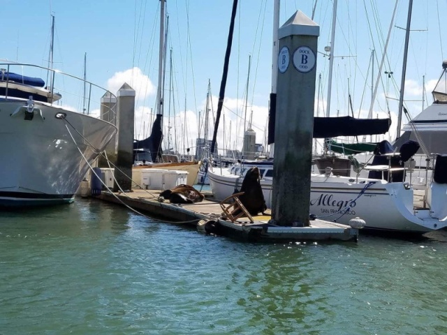 Sea Lions relocated to the opposing dock from our\'s.