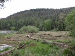 The marsh at the head of Reid Harbor