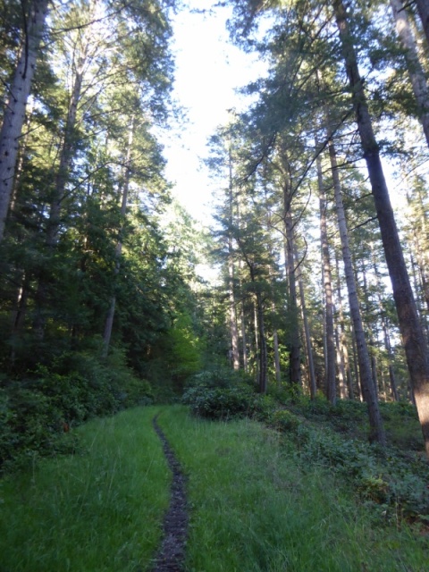 The main trail out of Eagle Harbor is a real hiking trail, not a gravel path like you might see at Sucia or other state parks. Cypress has miles and miles of hiking trails like this!