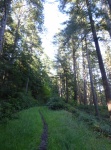 The main trail out of Eagle Harbor is a real hiking trail, not a gravel path like you might see at Sucia or other state parks. Cypress has miles and miles of hiking trails like this!