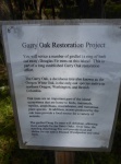 Garry Oak restoration