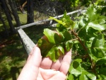 Garry Oak leaf