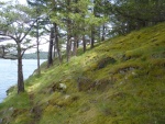 Mossy slope on the North end of island