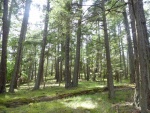 Trees on Jones Island