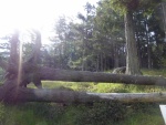 Lots of fallen trees still remain from the big storm