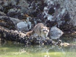 Young Raccoon munching on muscles