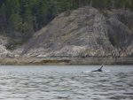 Another humpback sighting down around Marina Island