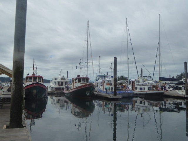 Victory Tug regatta at Deer Harbor. Or maybe they all just live here?