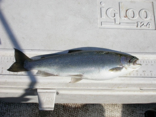 Lake Washington Cuttie