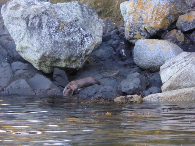 River otter - shortly after this photo I was charged by the largest river otter I've ever seen in the San Juans, a medium-dog-sized otter came running out of the bushes straight at me and dove into the water at full speed and swam away about 3 feet from my kayak!