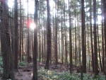 The descent throught the woods. It is a short hike to the top of Chadwick hill, only about 15 minutes from the beach, but in about half a mile you climb to 450 feet!