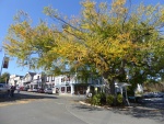 Fall in Friday Harbor