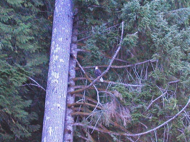 The resident eagle checking us out